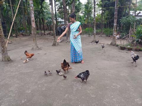 Feeding Hen